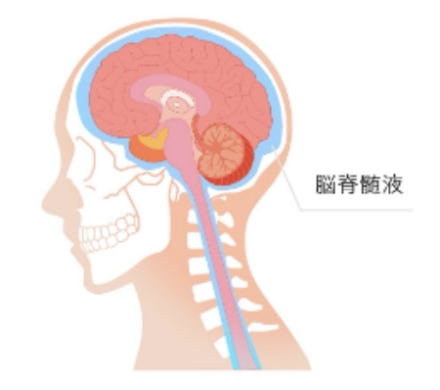 脳脊髄液の働きとは