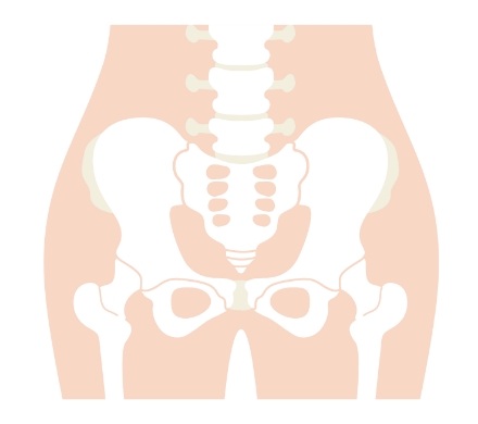 骨盤とは